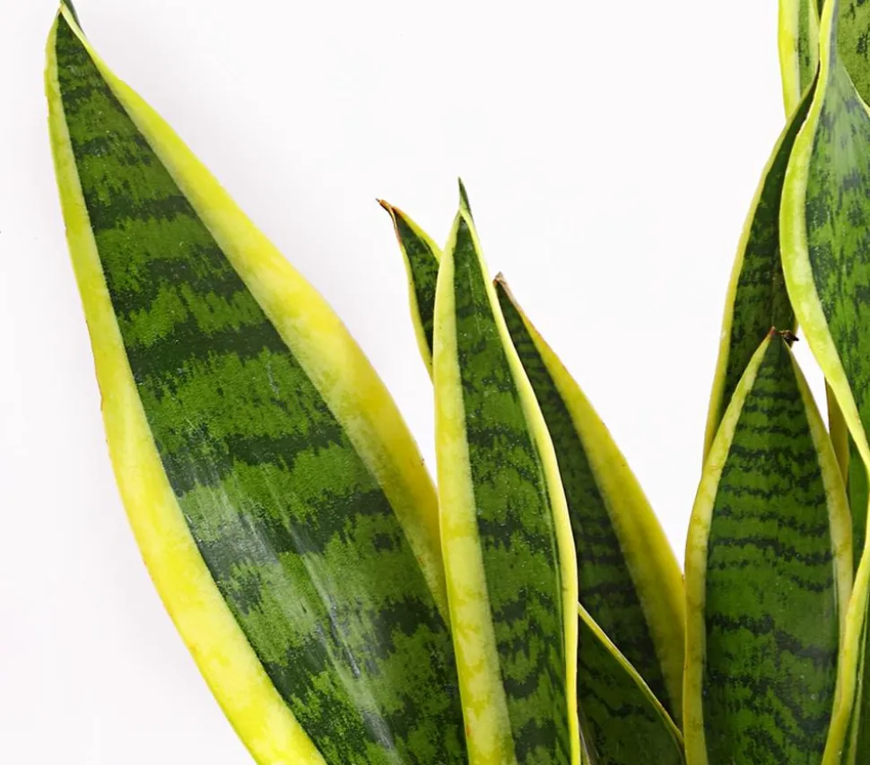Bogenhanf - Sansevieria trifasciata var. laurentii
