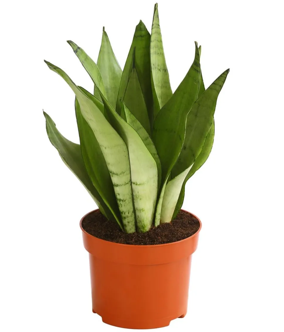 Bogenhanf - Sansevieria trifasciata 'Moonshine'