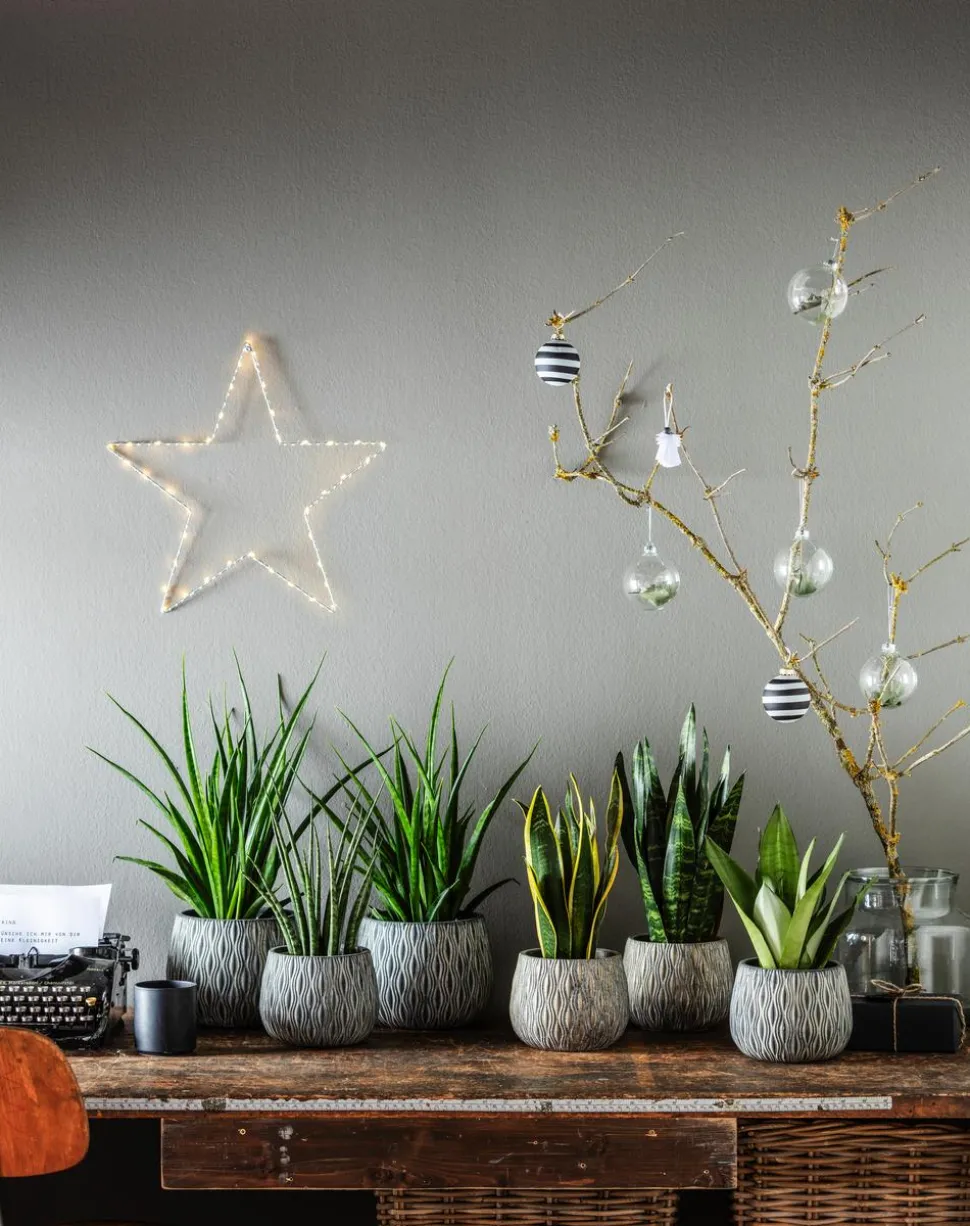 Bogenhanf - Sansevieria trifasciata 'Moonshine'