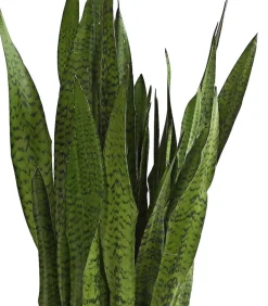 Bogenhanf - Sansevieria zeylanica