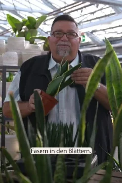 Bogenhanf-Set - Sansevieria cylindrica, 3-teilig