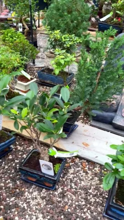 Bonsai Fukientee - Carmona microphylla, Anfänger-Set