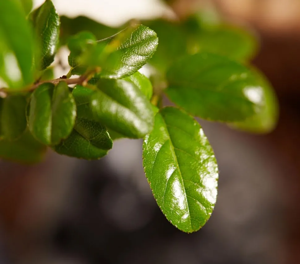 Bonsai mit Buddha, verschiedene Sorten