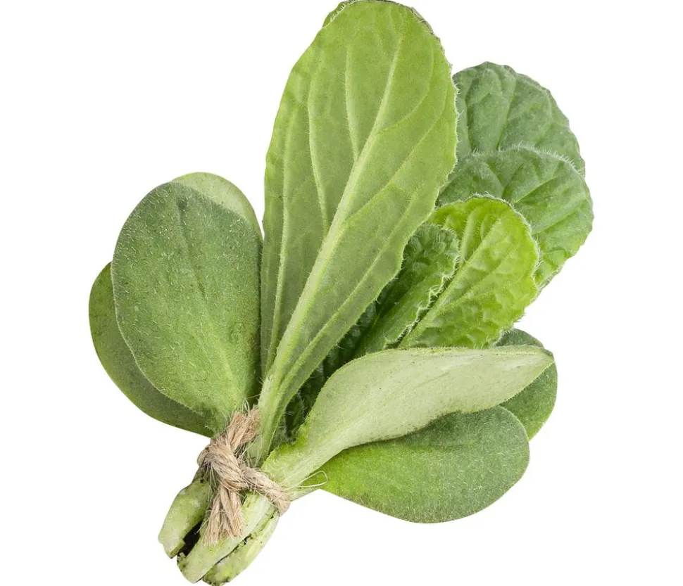 Borretsch