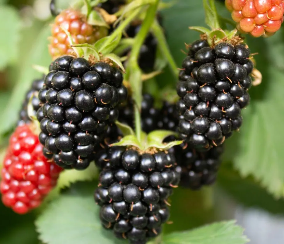 Brombeere 'Montblanc®'