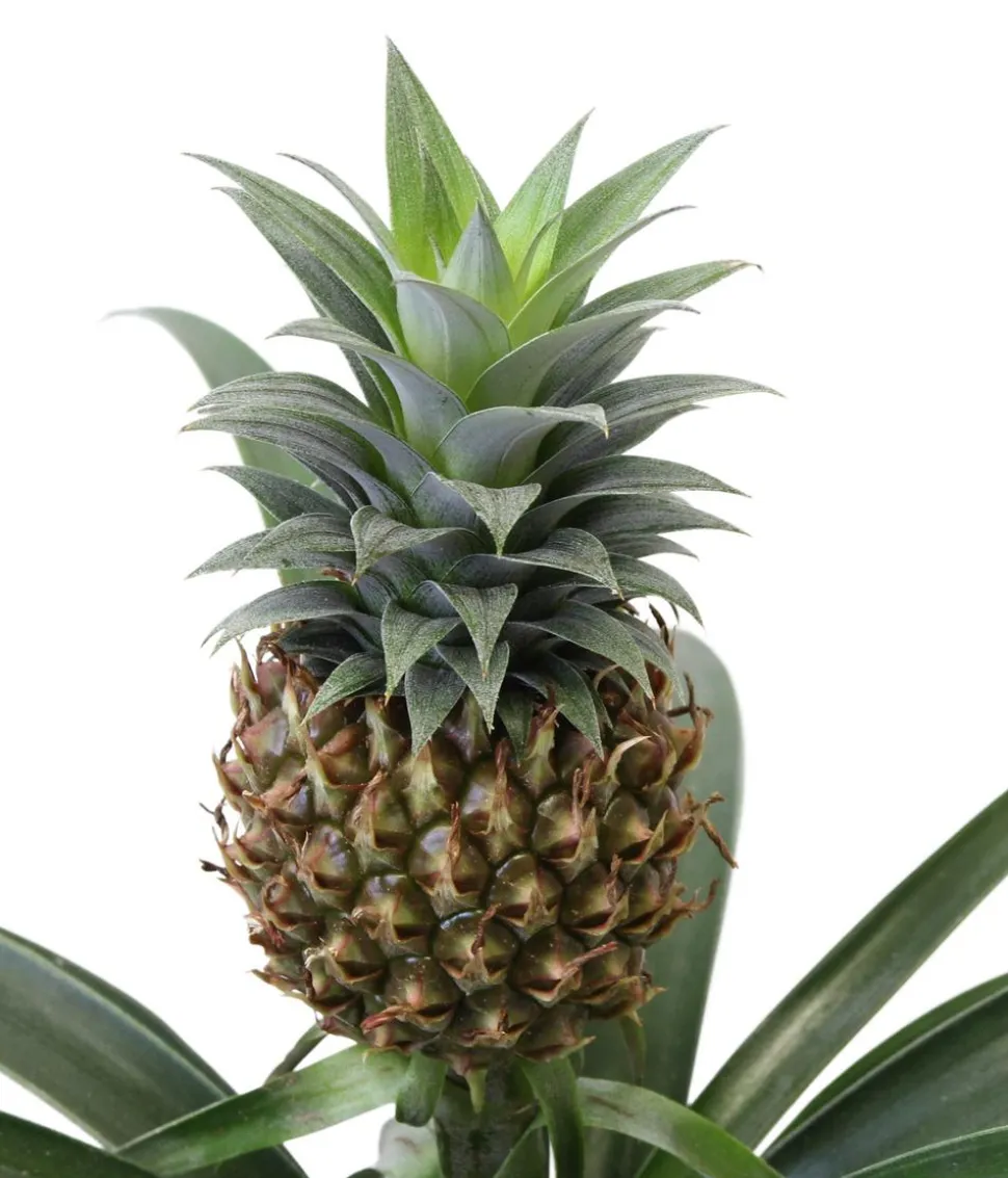 Bromelien-Set Sommerfrische, 4-teilig