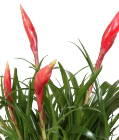 Bromelien-Set Sommerfrische, 4-teilig