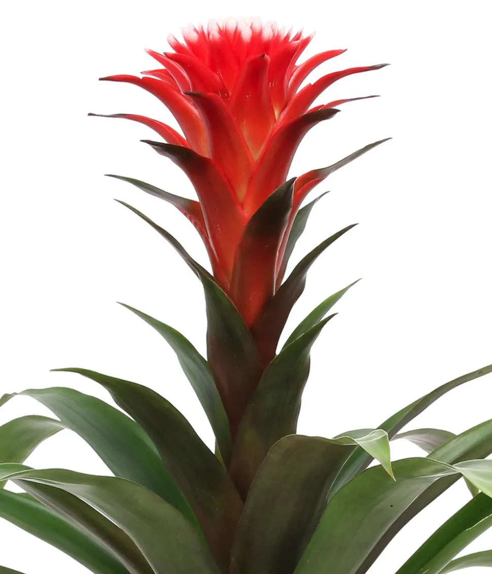 Bromelien-Set Sommerfrische, 4-teilig
