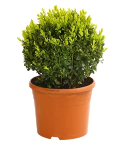 Buchs, Kugel