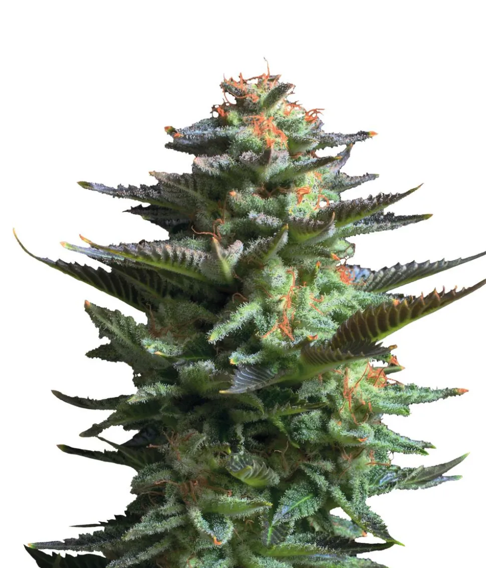 Bud Voyage Hanfsamen Lachflash Jamaican Haze, 3 Stk.