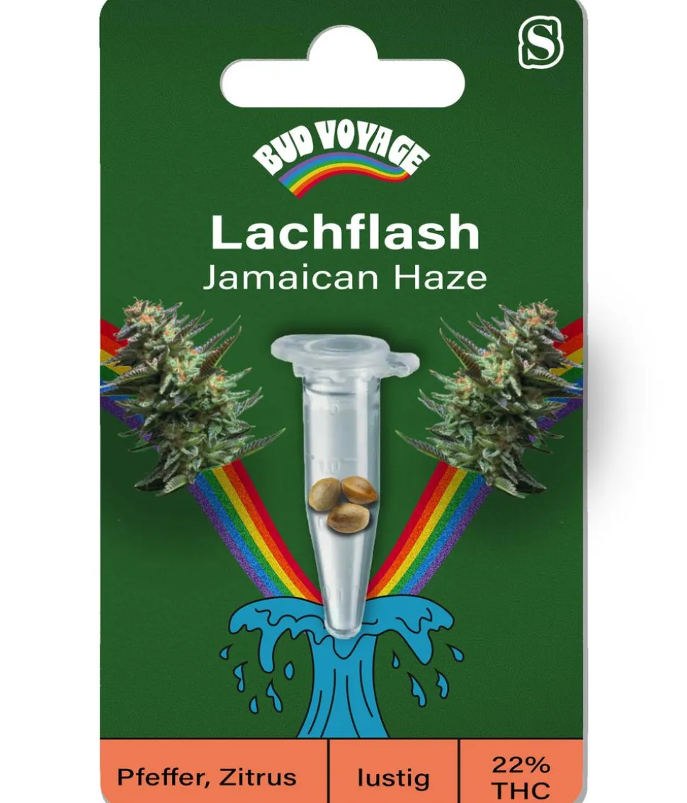 Bud Voyage Hanfsamen Lachflash Jamaican Haze, 3 Stk.