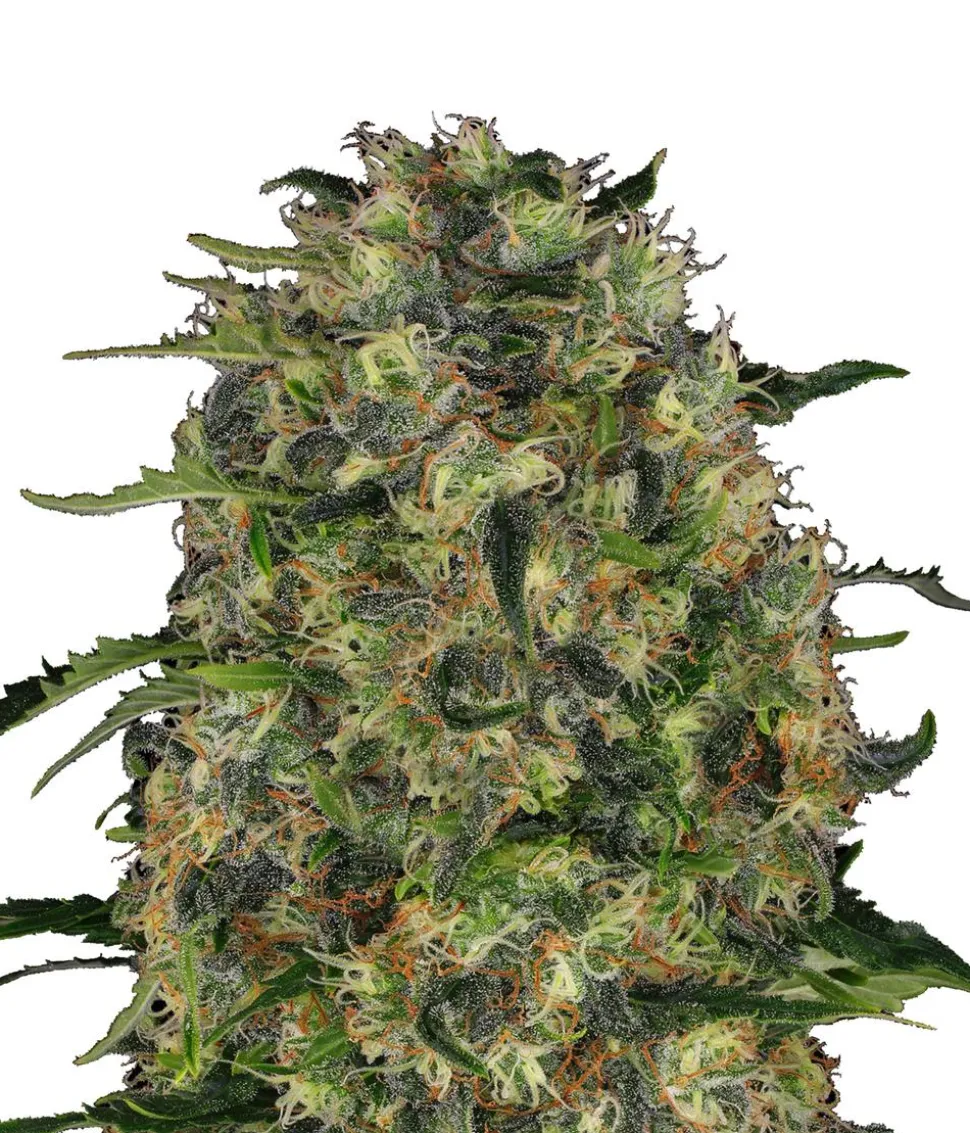 Bud Voyage Hanfsamen Tiefschlaf Black Domina, 3 Stk.