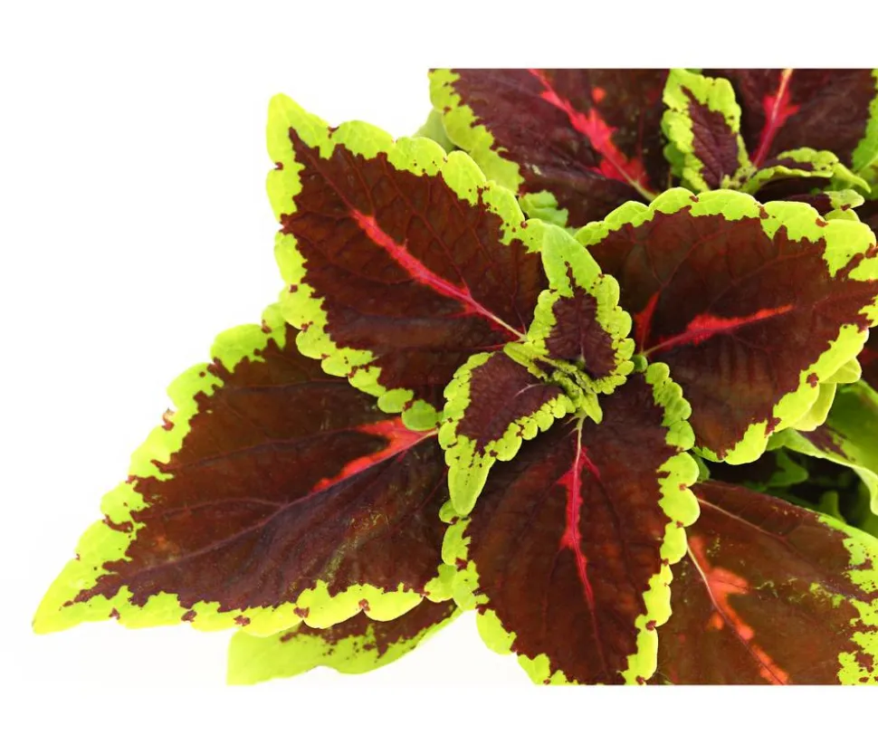 Buntnessel - Solenostemon scutellarioides