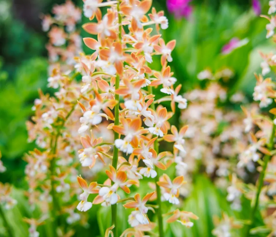 Calanthe