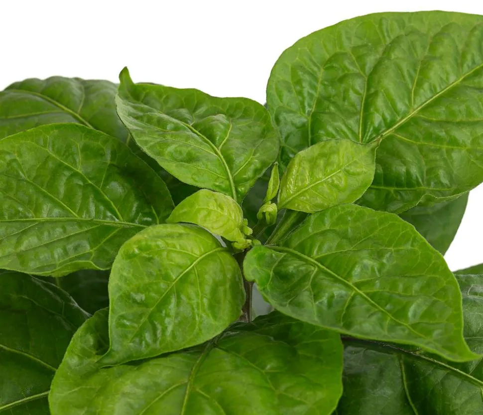 Chili 'Habanero', orange