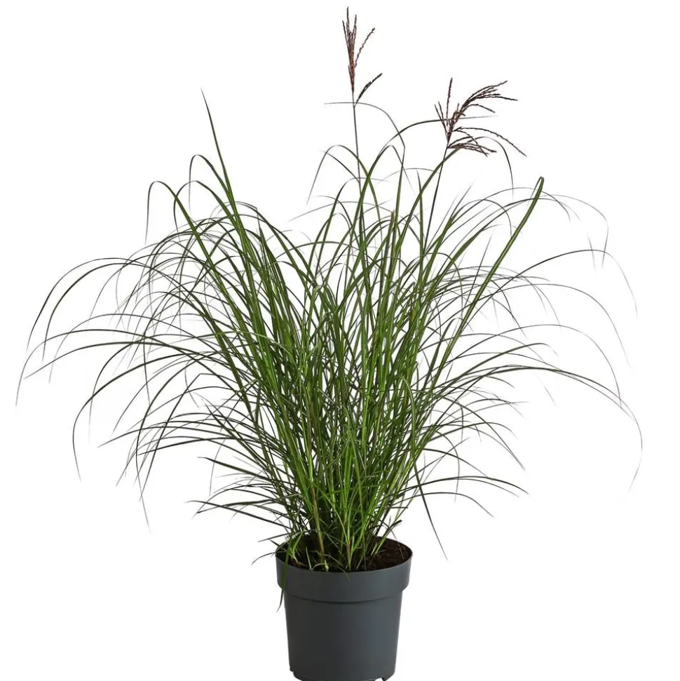 Chinaschilf 'Red Chief'