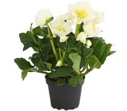 Christrose