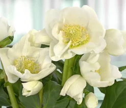 Christrose