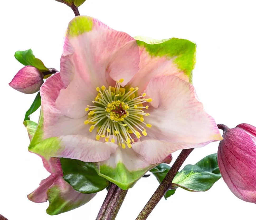 Christrose 'HGC® Winter Ballet® Katie'