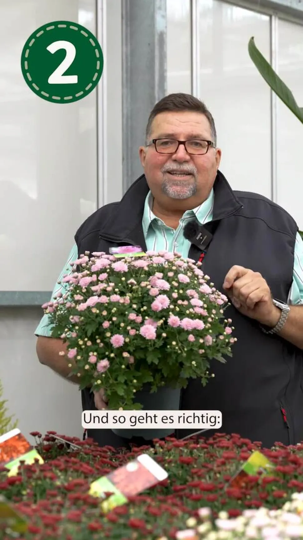 Chrysantheme 'Mount Nova Lime'