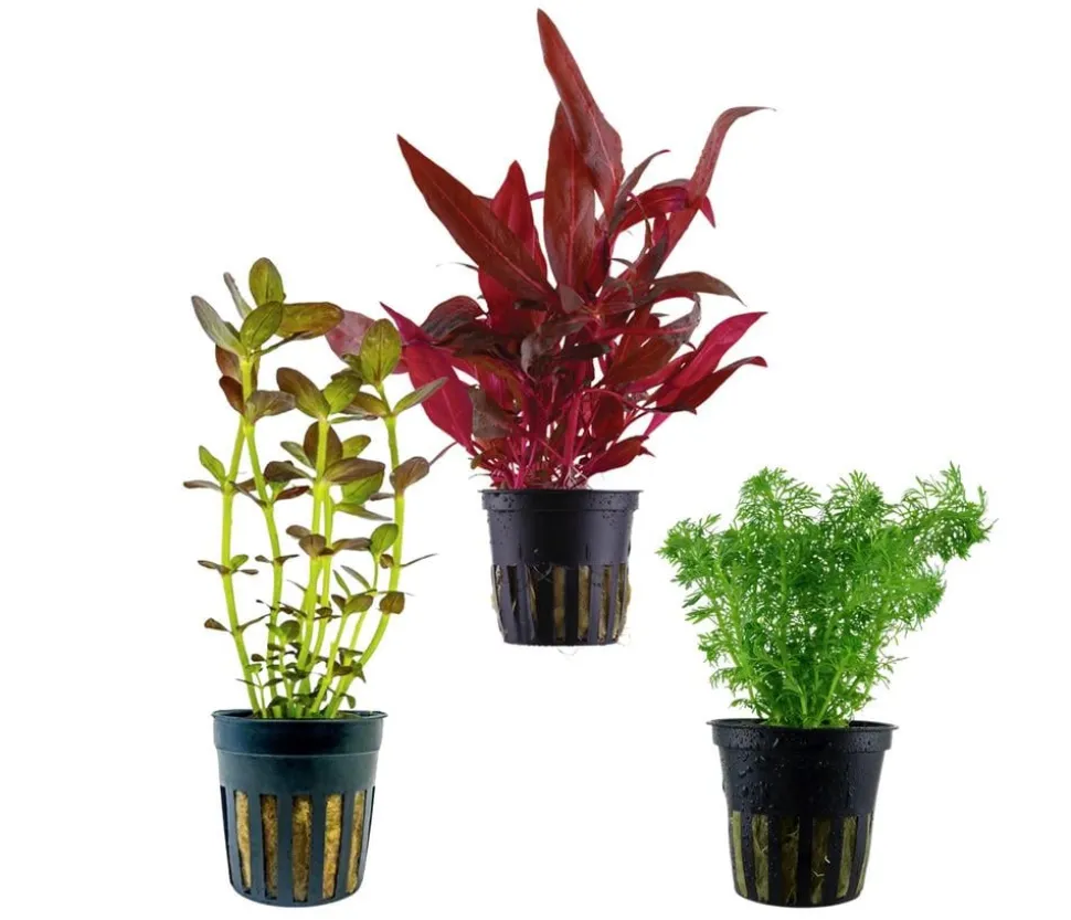 Dehner Aqua Aquarienpflanzen-Set Mittelgrundbepflanzung 228, 3-teilig