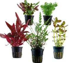 Dehner Aqua Aquarienpflanzen-Set Mittelgrundbepflanzung 204, 5-teilig