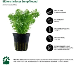 Dehner Aqua Aquarienpflanzen-Set Mittelgrundbepflanzung 204, 5-teilig