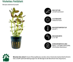 Dehner Aqua Aquarienpflanzen-Set Mittelgrundbepflanzung 204, 5-teilig