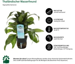 Dehner Aqua Aquarienpflanzen-Set für 60 Liter-Aquarien Einsteiger, 12-teilig