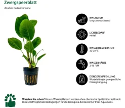 Dehner Aqua Aquarienpflanzen-Set Anubias 242, 3-teilig