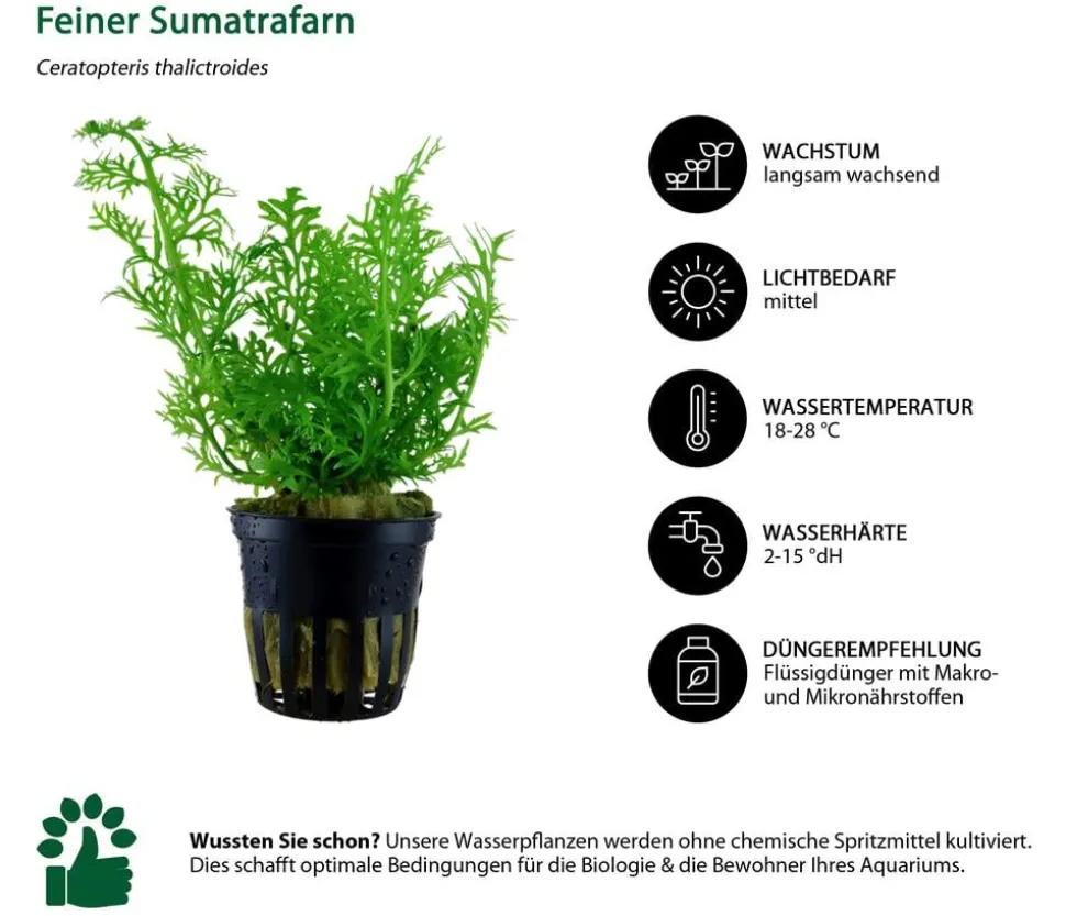 Dehner Aqua Aquarienpflanzen-Set Einsteiger 222, 5-teilig