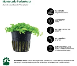 Dehner Aqua Aquarienpflanzen-Set Einsteiger 213, 5-teilig