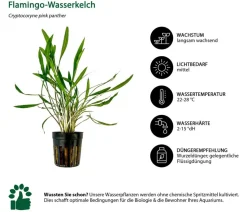 Dehner Aqua Aquarienpflanzen-Set Einsteiger 213, 5-teilig