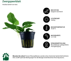 Dehner Aqua Aquarienpflanzen-Set Vordergrundbepflanzung 201, 5-teilig