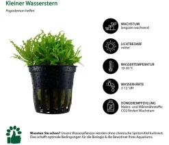 Dehner Aqua Aquarienpflanzen-Set Einsteiger 220, 5-teilig