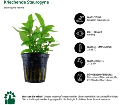 Dehner Aqua Aquarienpflanzen-Set Einsteiger 220, 5-teilig