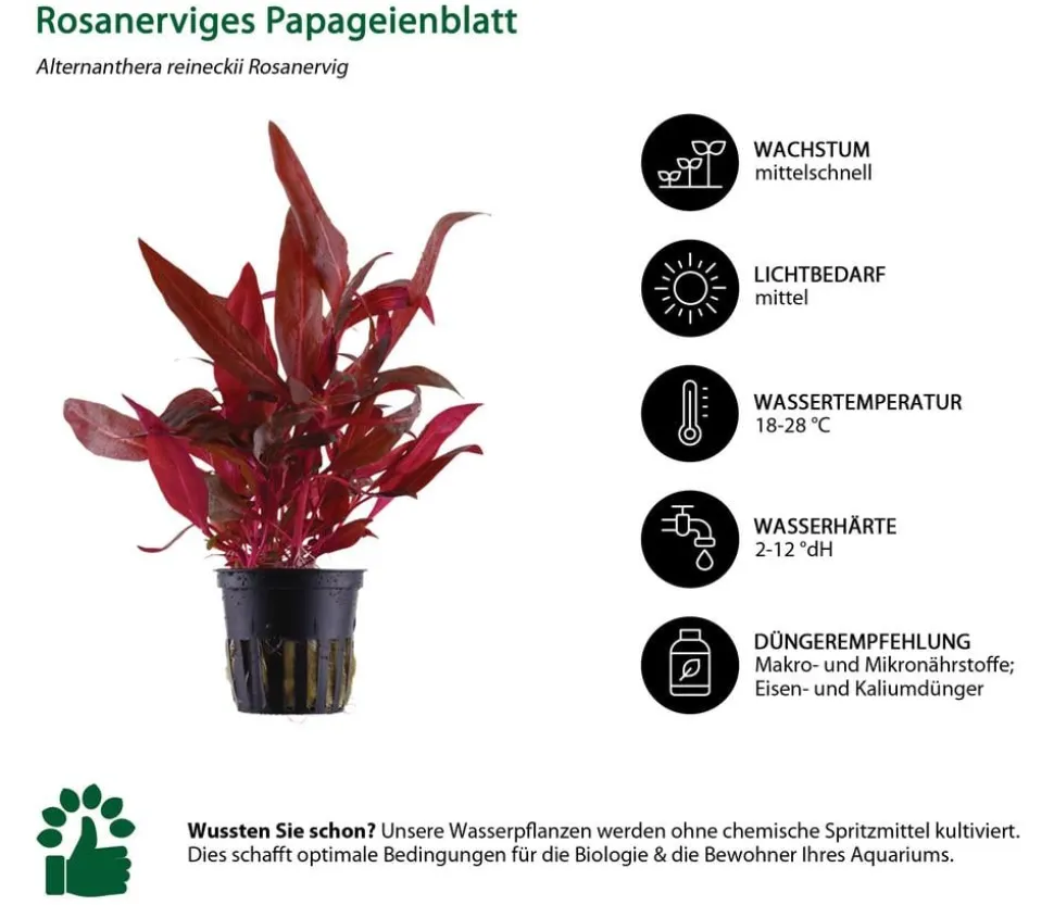 Dehner Aqua Aquarienpflanzen-Set Hintergrundbepflanzung 231, 3-teilig
