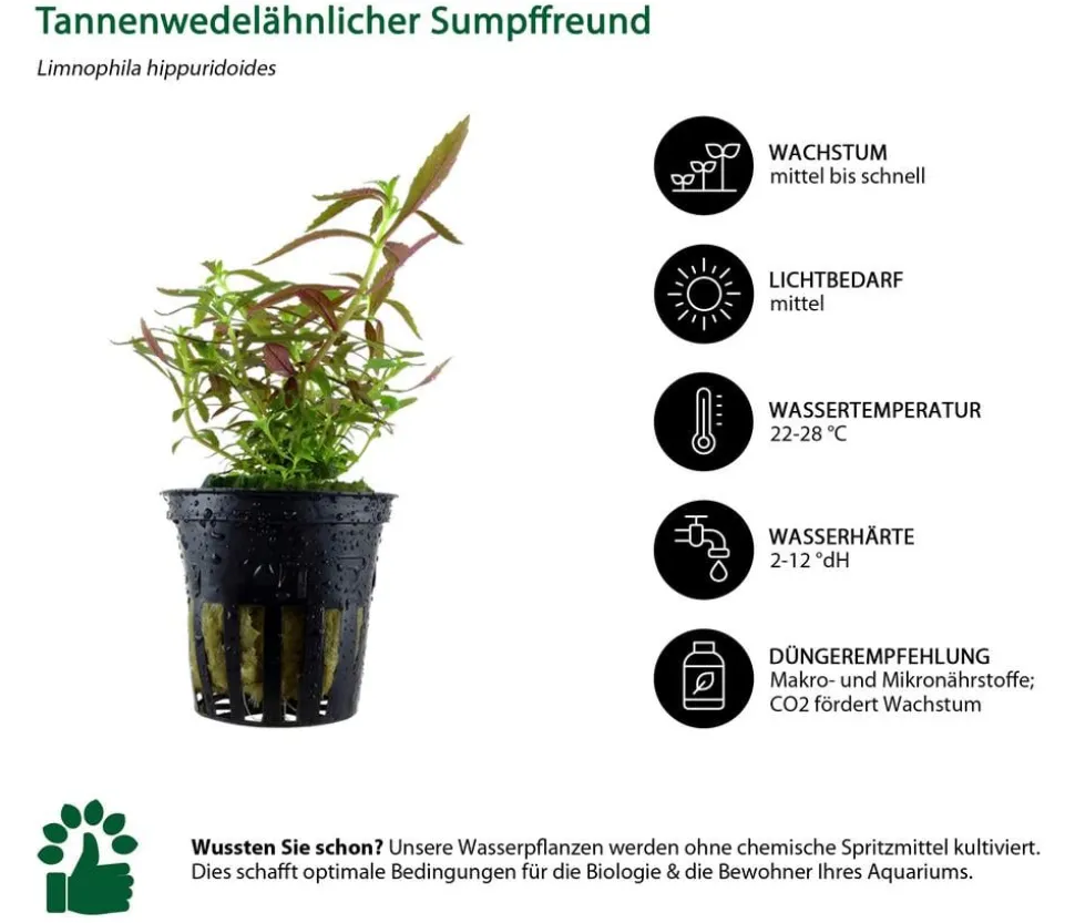 Dehner Aqua Aquarienpflanzen-Set Hintergrundbepflanzung 231, 3-teilig