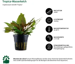 Dehner Aqua Aquarienpflanzen-Set Hintergrundbepflanzung 231, 3-teilig