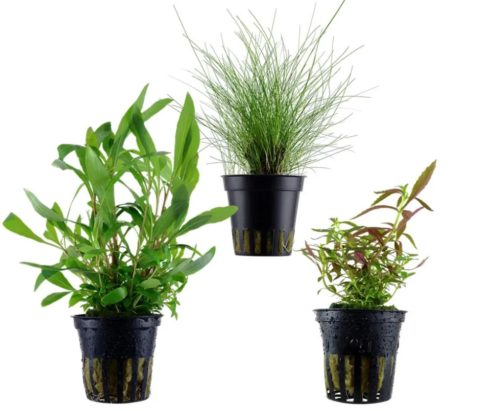 Dehner Aqua Aquarienpflanzen-Set bunter Topf 217, 5-teilig