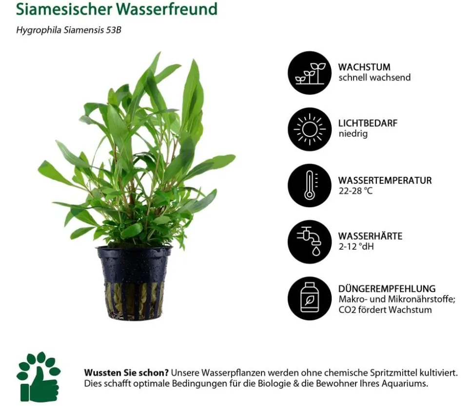 Dehner Aqua Aquarienpflanzen-Set bunter Topf 217, 5-teilig