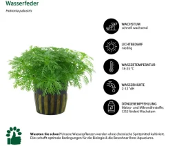 Dehner Aqua Aquarienpflanzen-Set Einsteiger 211, 5-teilig