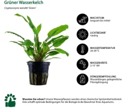 Dehner Aqua Aquarienpflanzen-Set Einsteiger 223, 5-teilig