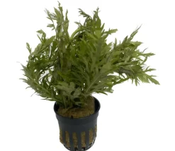 Dehner Aqua Indischer Wasserwedel - Hygrophila difformis