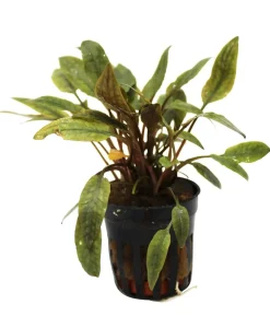Dehner Aqua Petchs Wasserkelch - Cryptocoryne Petchii