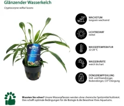 Dehner Aqua Premium Aquarienpflanzen-Set Cryptocorynen-Mix, 10-teilig