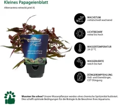 Dehner Aqua Premium Aquarienpflanzen-Set Hintergrundbepflanzung, 5-teilig