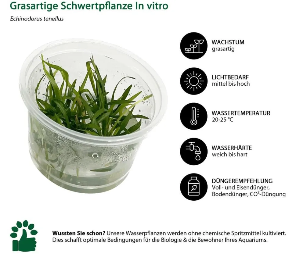 Dehner Aqua Premium Aquarienpflanzen-Set Vordergrund- & Bodendeckerpflanzen In vitro, 10-teilig