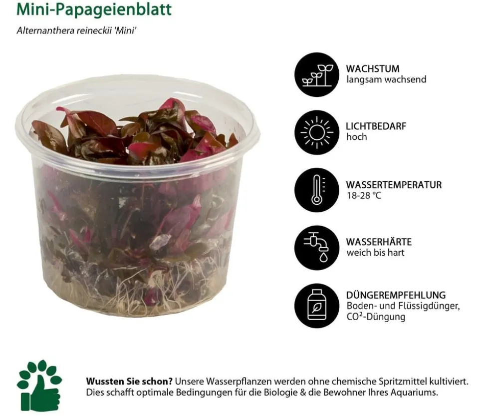 Dehner Aqua Premium Aquarienpflanzen-Set Vordergrund- & Bodendeckerpflanzen In vitro, 10-teilig