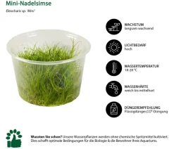 Dehner Aqua Premium Aquarienpflanzen-Set Vordergrund- & Bodendeckerpflanzen In vitro, 10-teilig